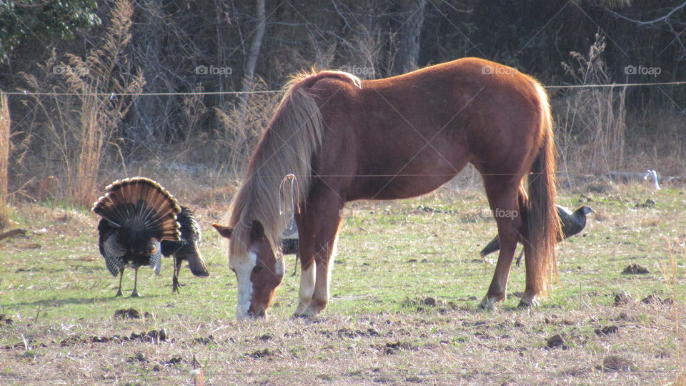 Turkey in the pasture with a chestnut mare
