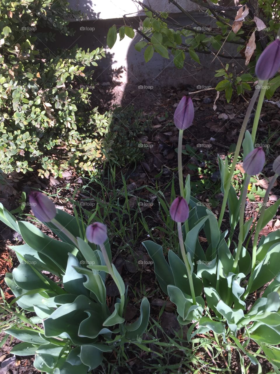 Blooming Tulips after snow