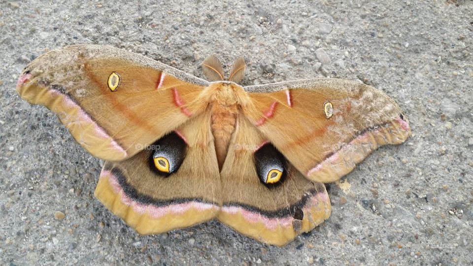 Saturniidae moth