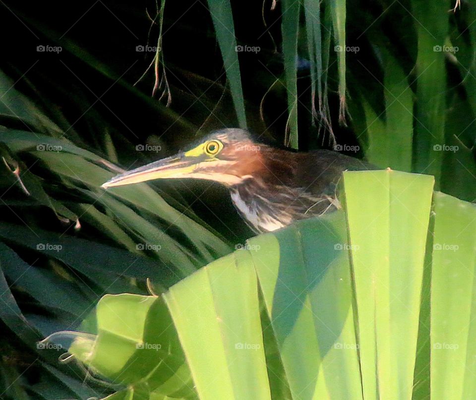 Green Heron in Palm Tree