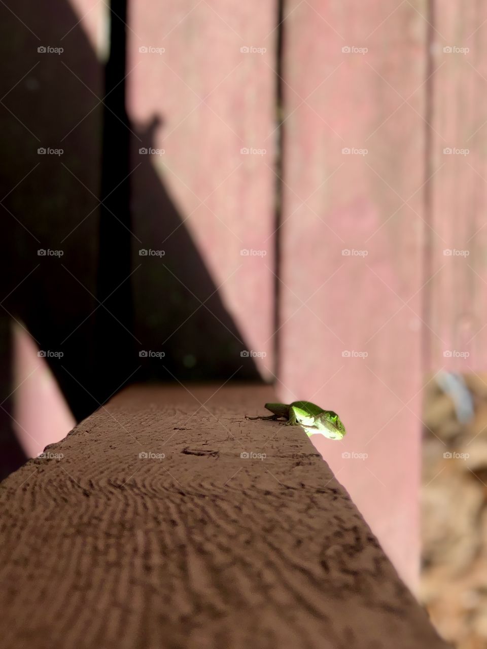 Green gecko lizard in sun and shadow