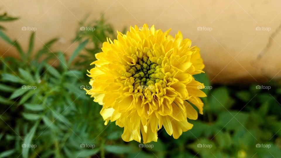 Happy BASANT Panchami- The color yellow is symbolic of the coming of Spring after a long, arduous winter . It is the colour of the energy-giving Sun; and mustard fields in bloom... the radiance is
associated with knowledge, symbolised by Goddess Saraswati.