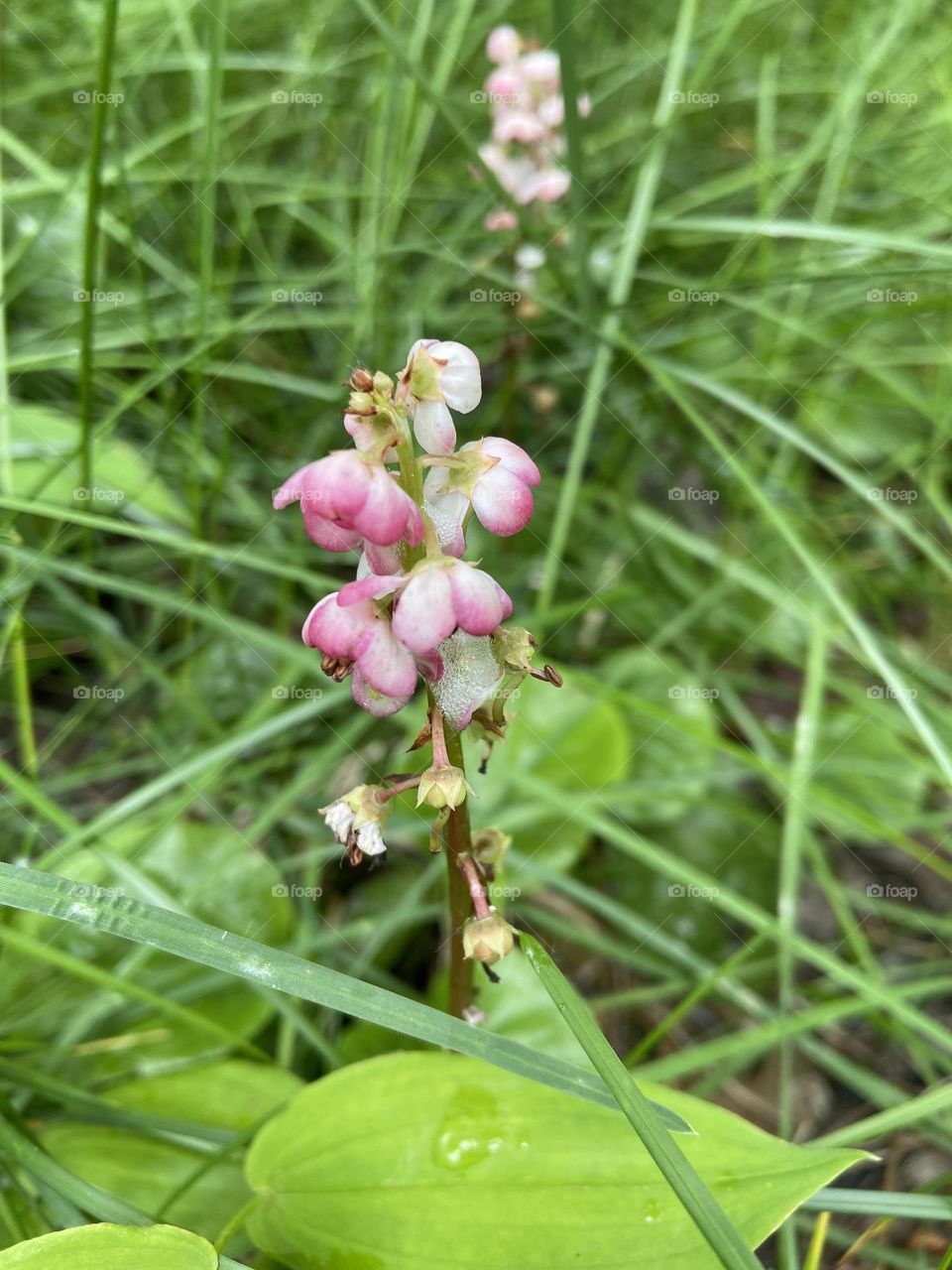 A drop of morning dew on a green leaf while the spring bloom of a pink and white flower burst through the green grass.