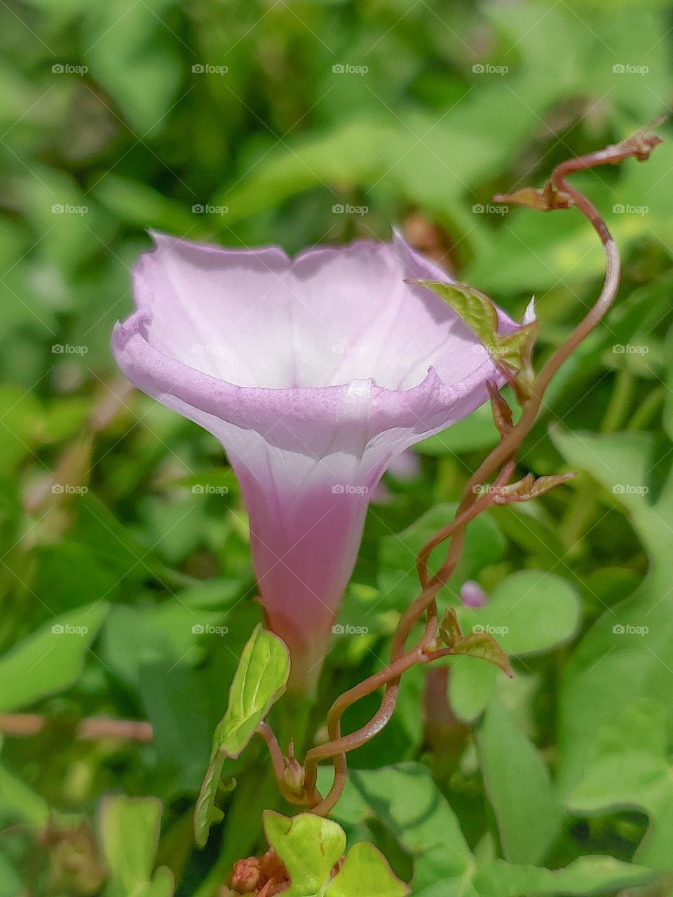 Pink wild morning glory