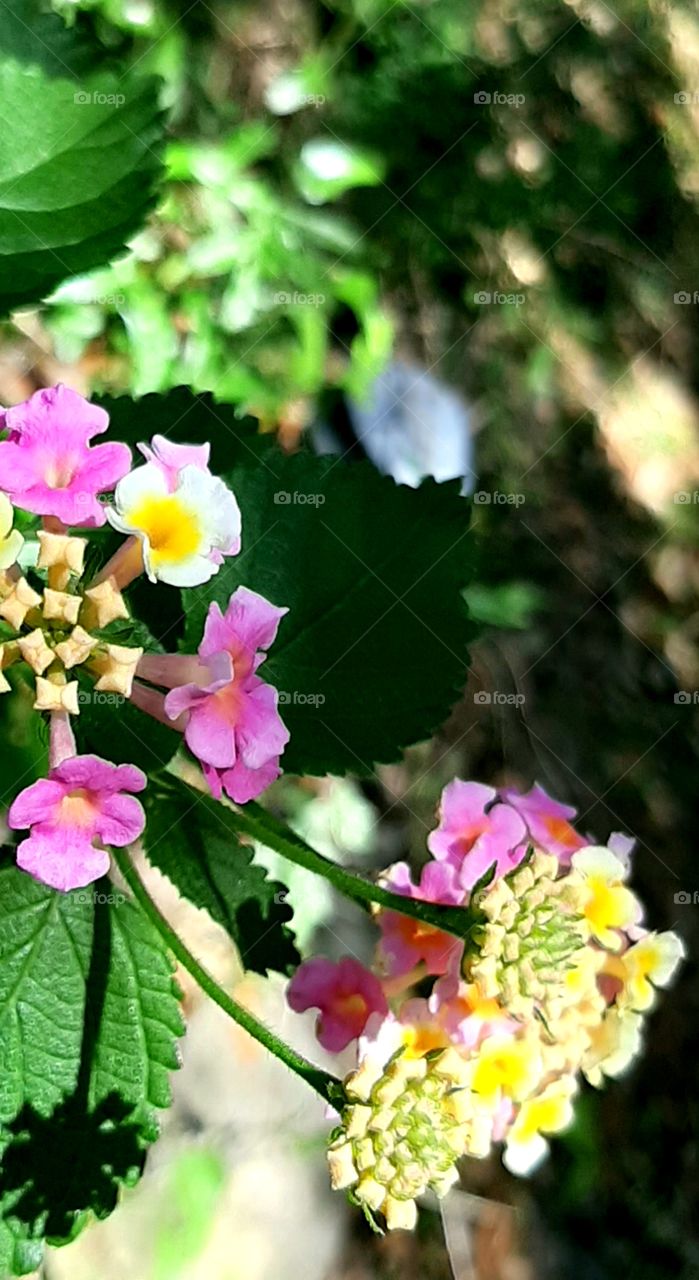 pink and yellow flowers in bloom