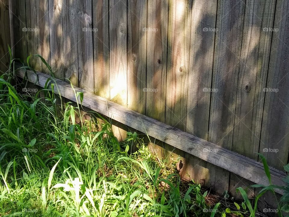 sunlight on fence