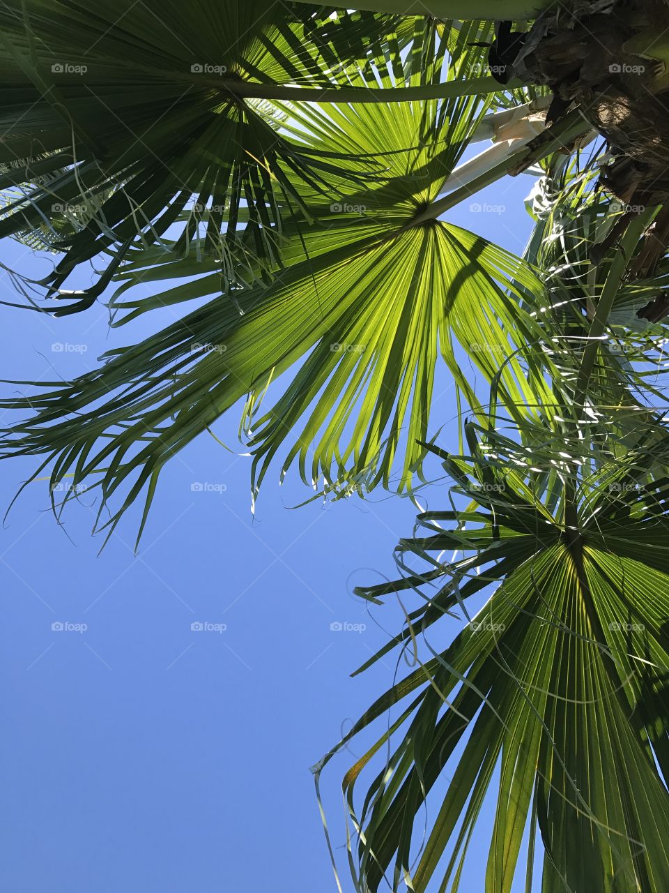 Summer  coconut palms
