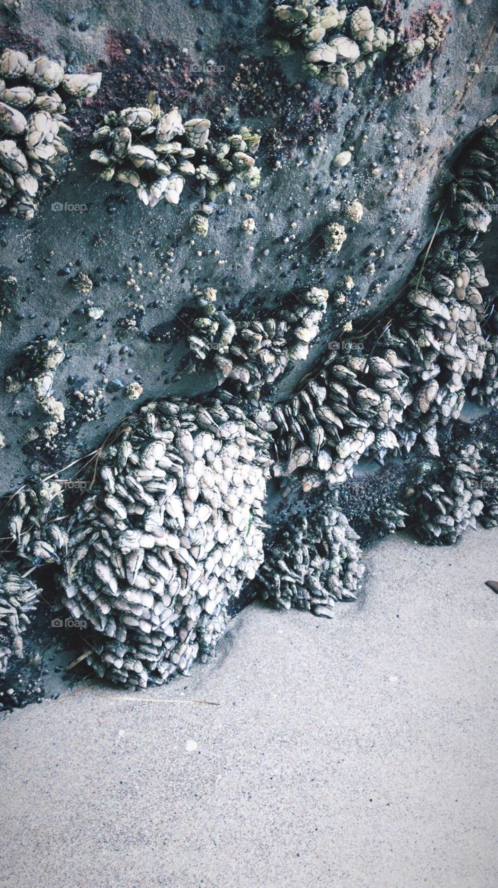 Close up shot of all these little clams smooshed together on a huge boulder. 
