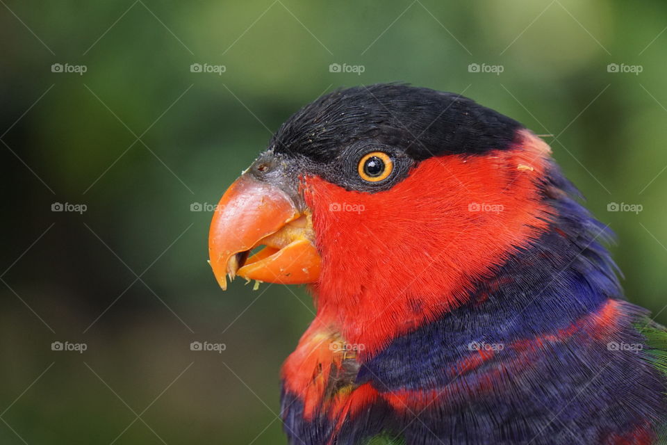 Black capped Lorey