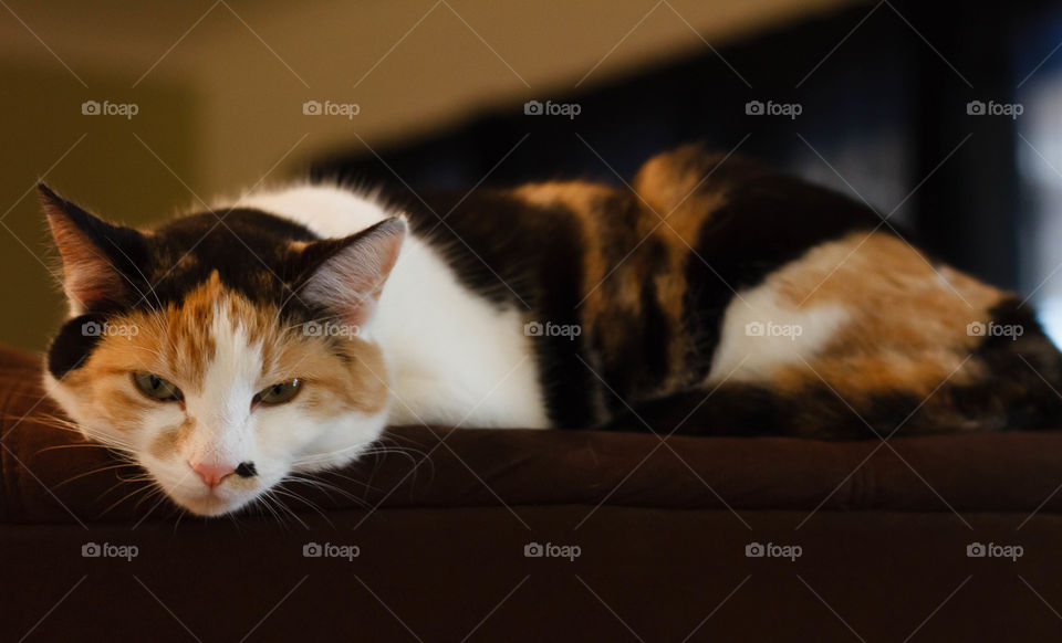 Cat resting on bed