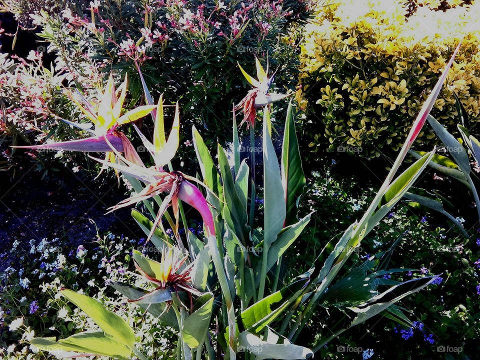 Streetside Bird of Paradise