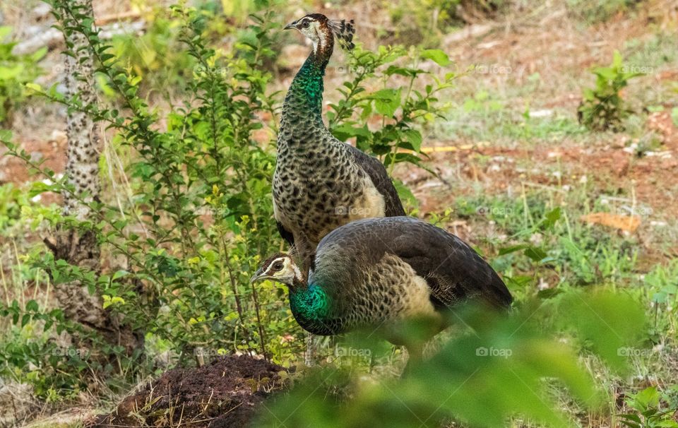 lucky are those who has a companion for life...