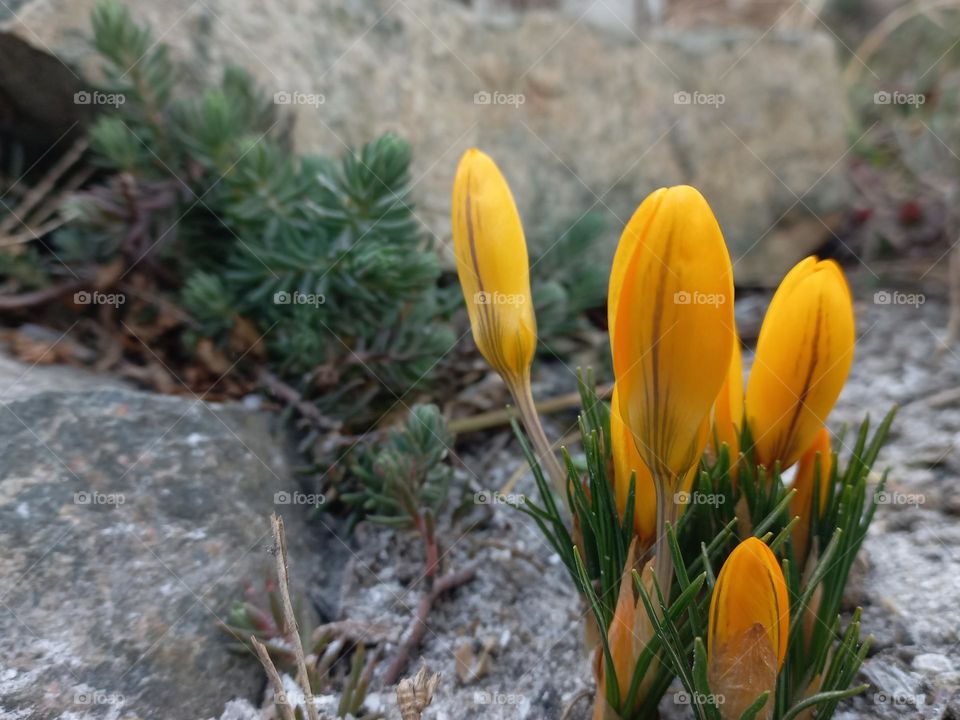 yellow crocuses in the garden.