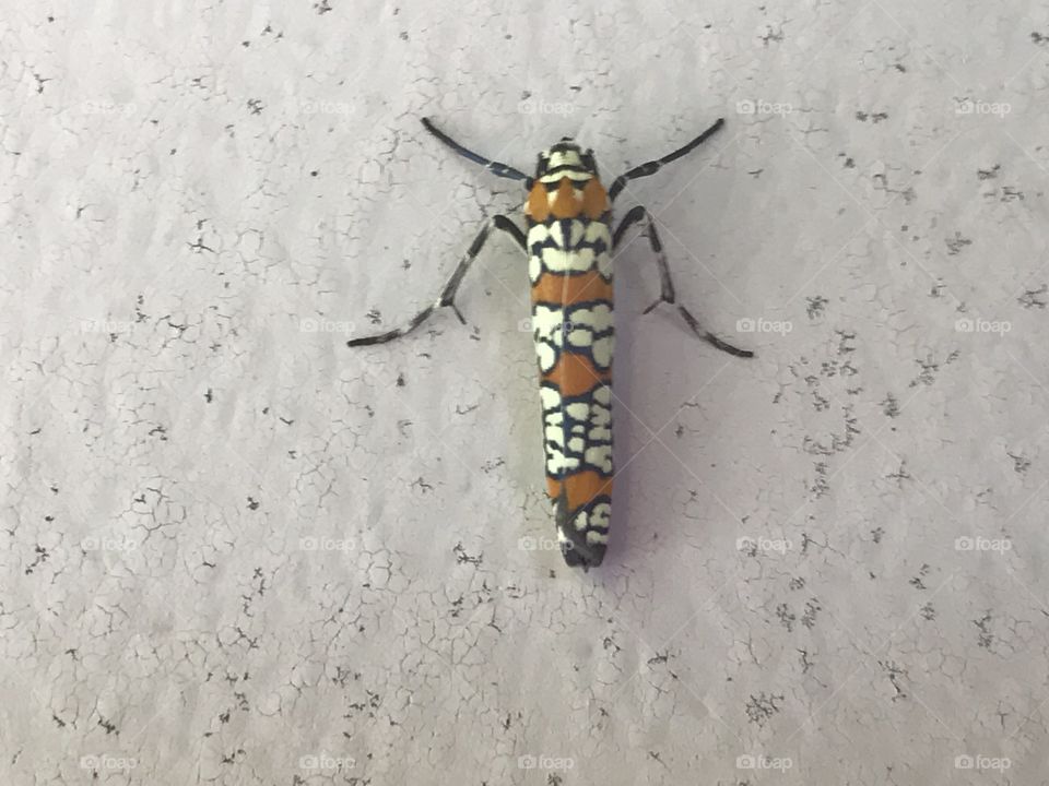 Colorful insect 
