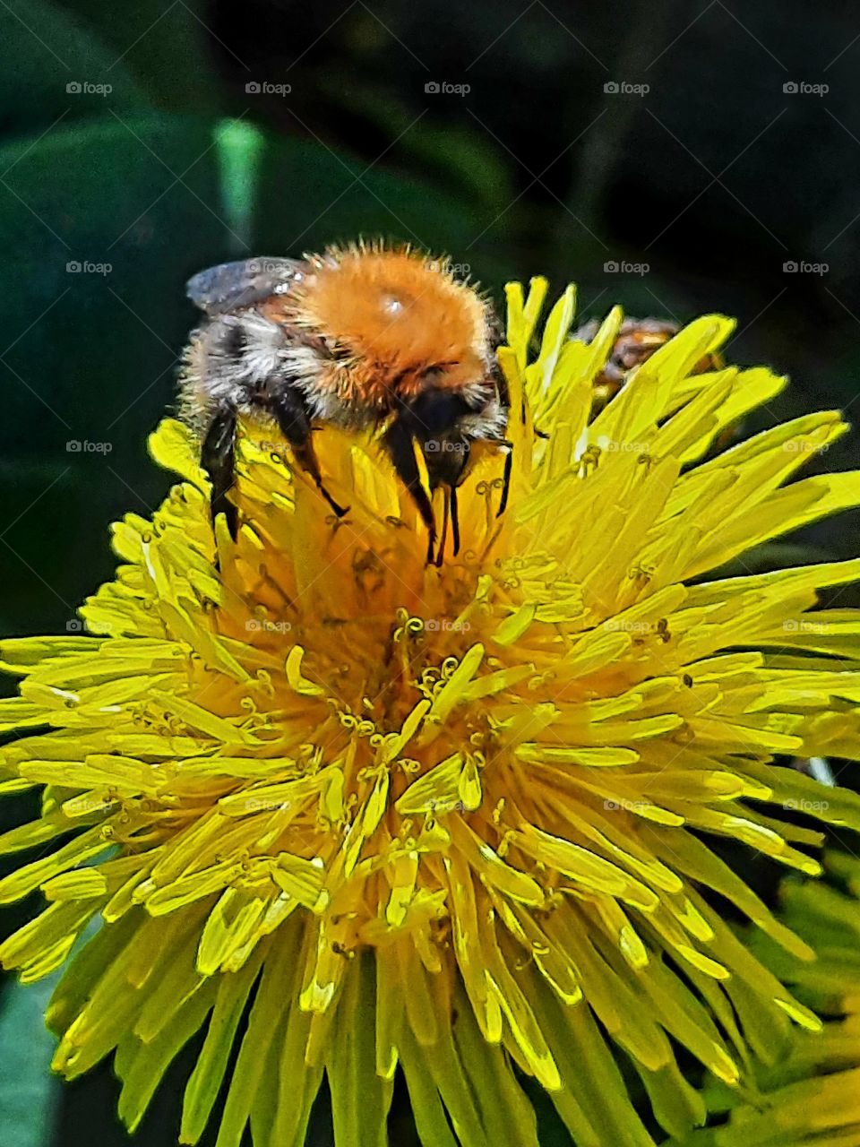 pollinating bumblebee  on a yellow  dandelion