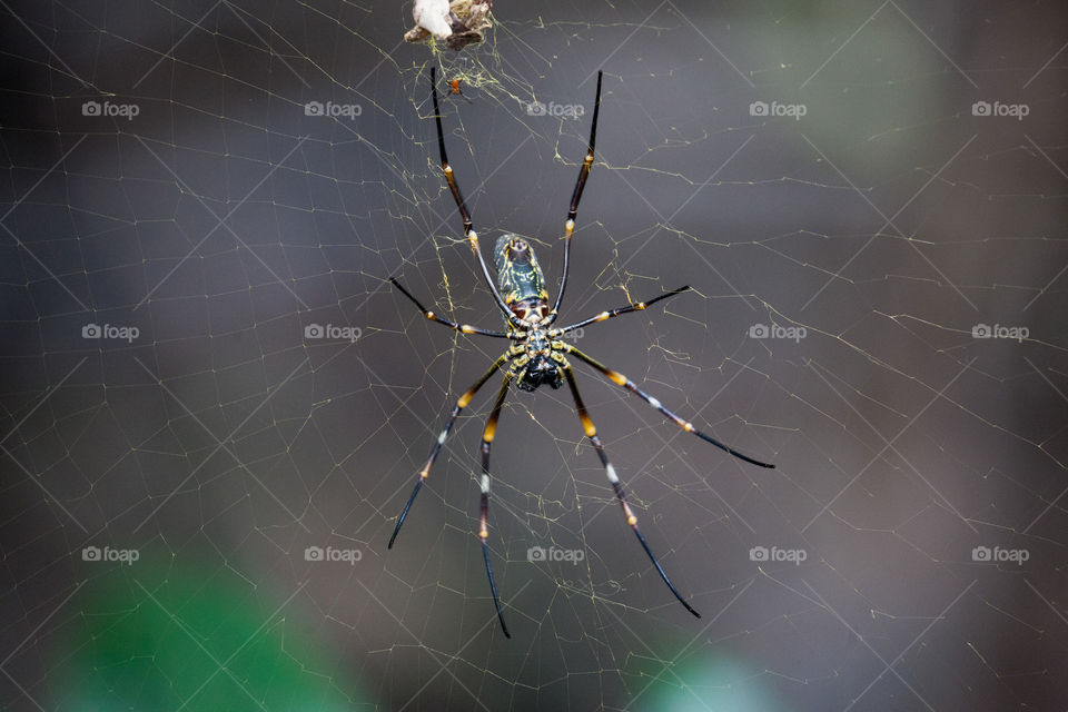 this spider was big as my hand