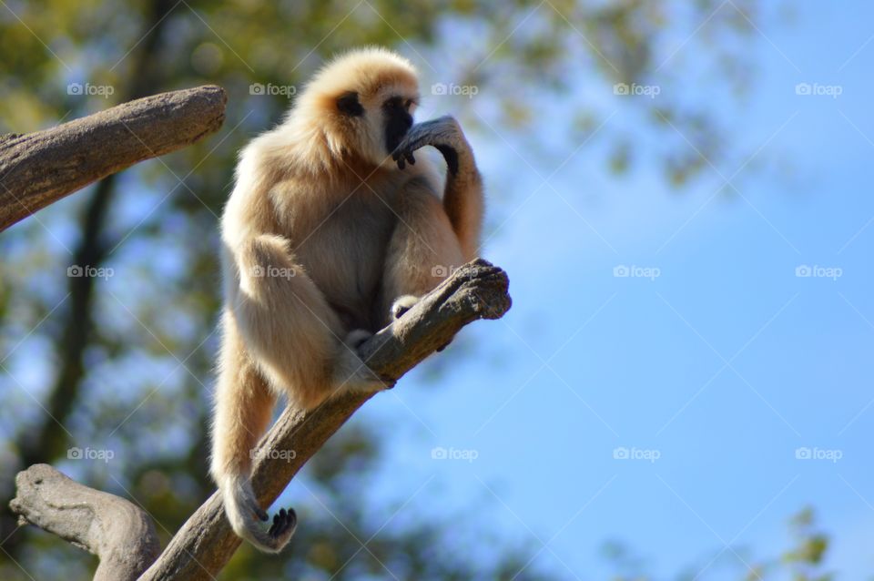 Monkey hanging out
