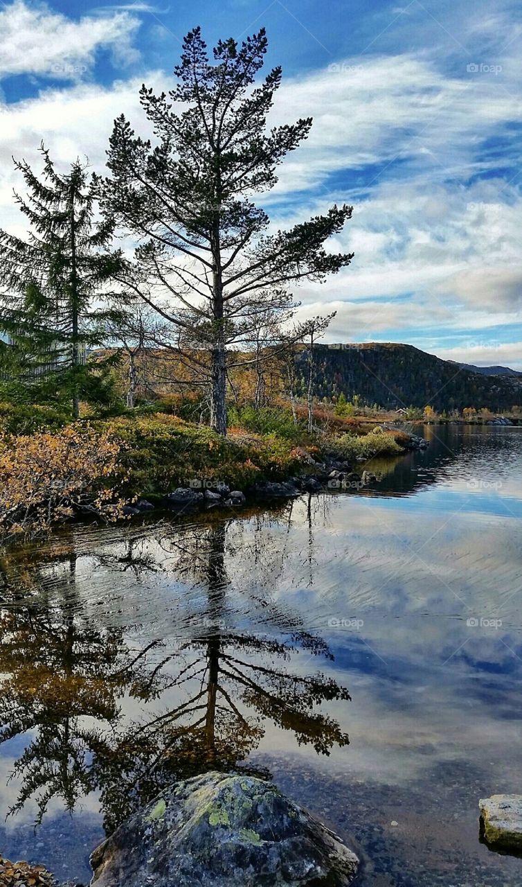 Trees reflections in water