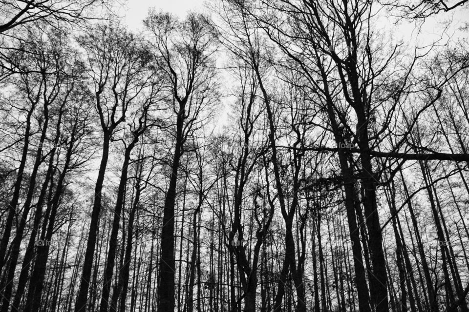 A dark day in forest