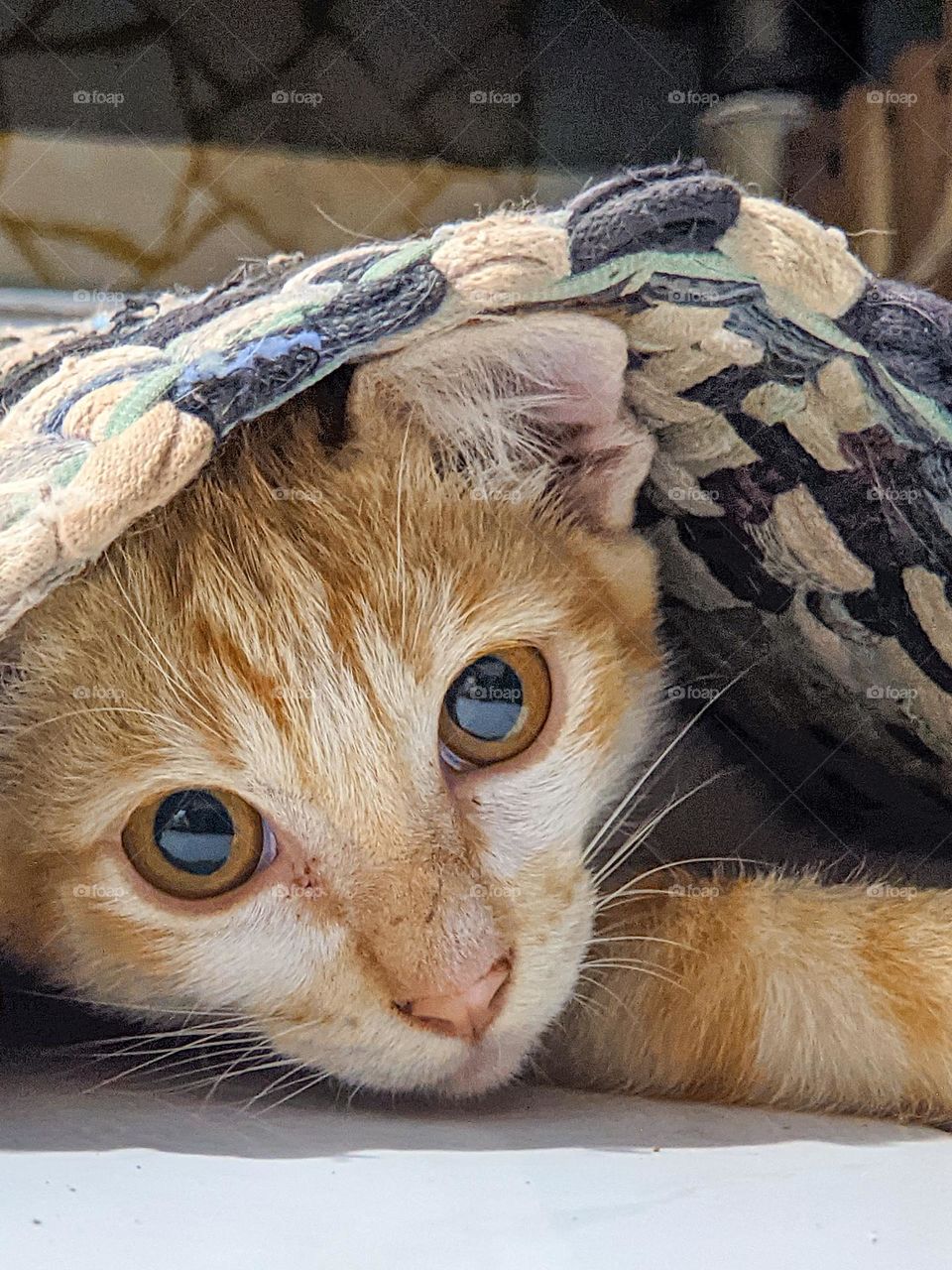 The kitten play hide and seek