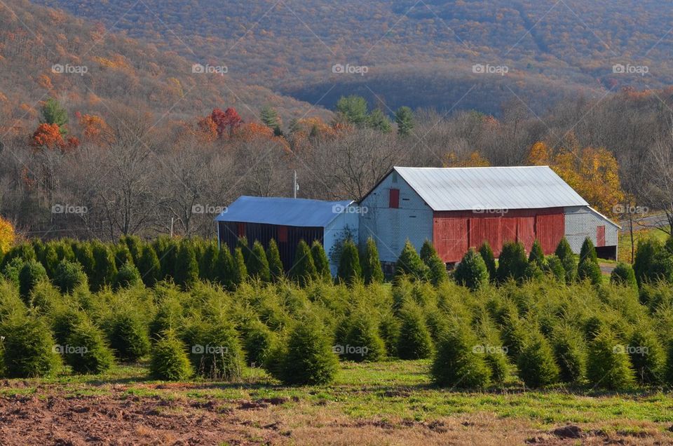 Tree farm