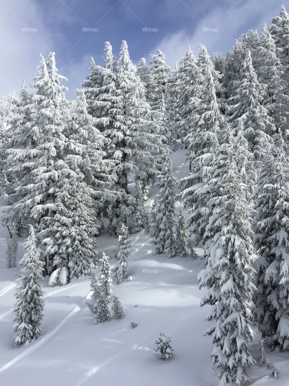 View of snowy trees