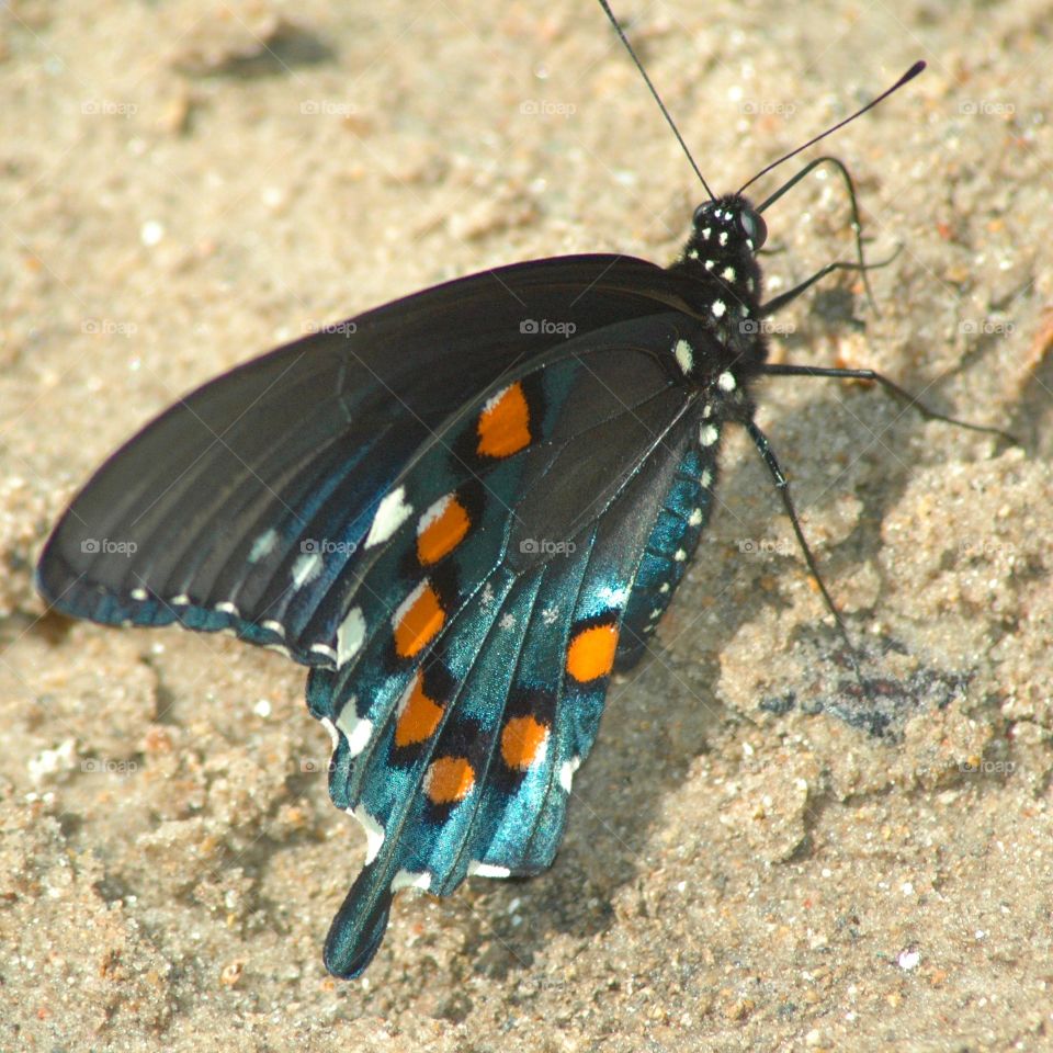 pipevine swallowtail