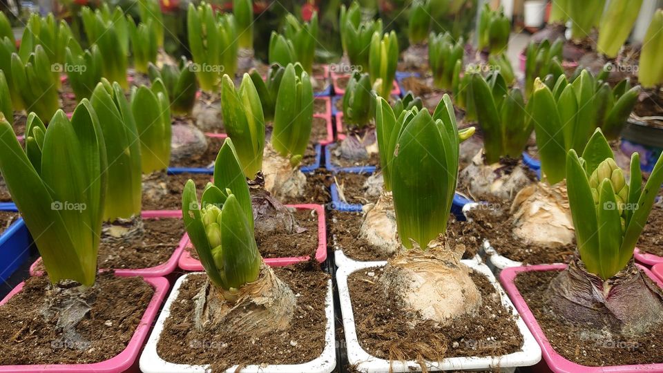 Bulbous plants🌱 Flowers in pots🌱