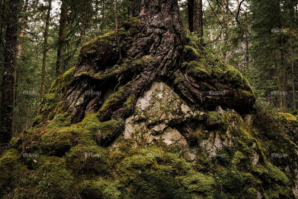 An Alliance of Roots, Rock and Moss. 