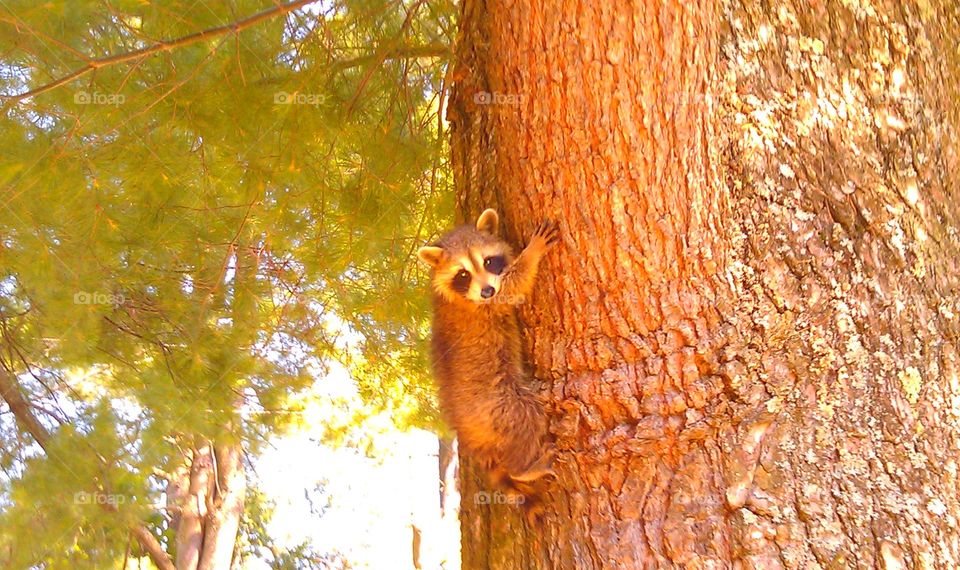 baby raccoon . He ran across the road and stayed high up in the tree until dark. 