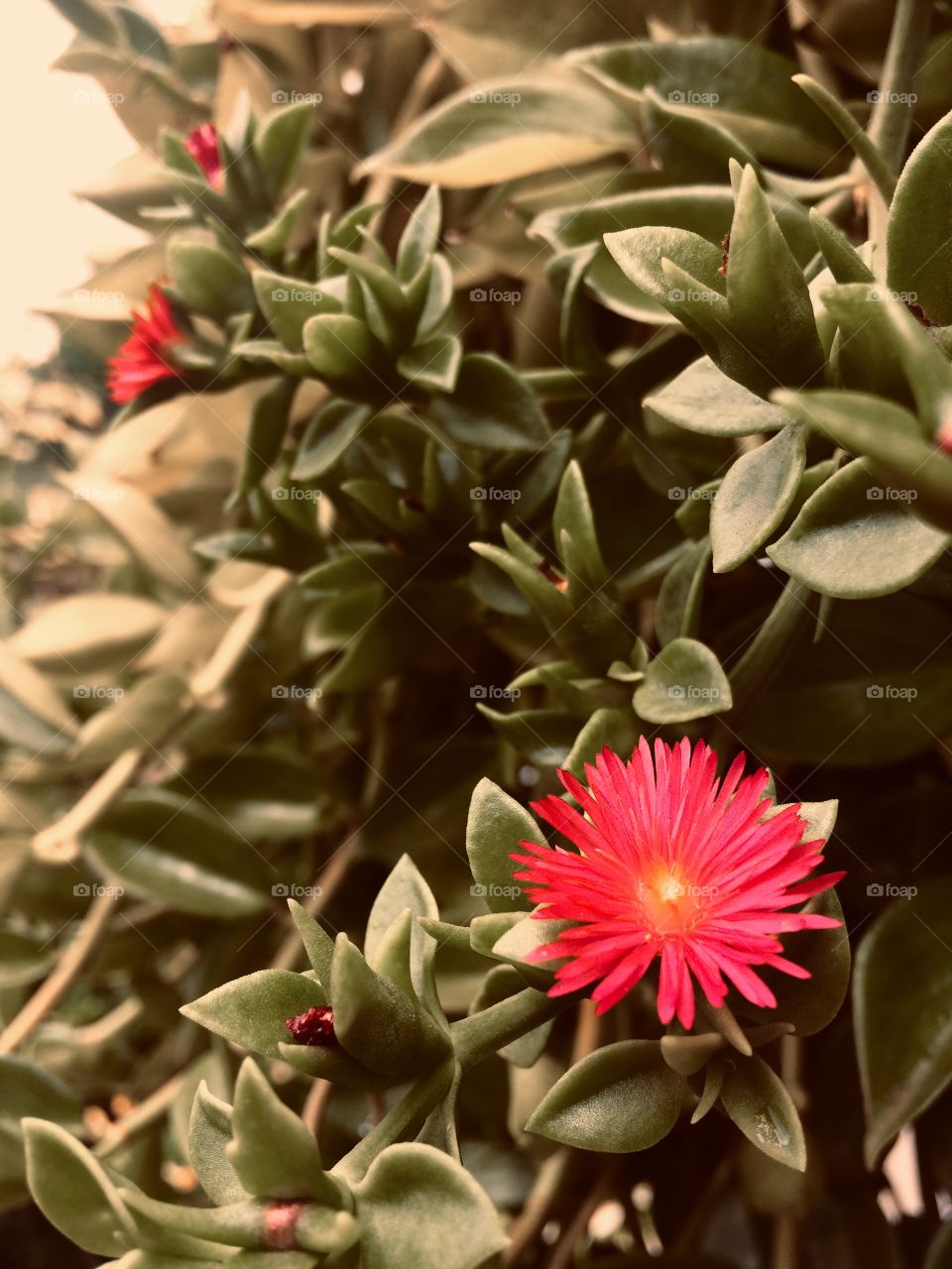 Uma flor pequena, com uma capacidade incrível em chamar atenção...🌺