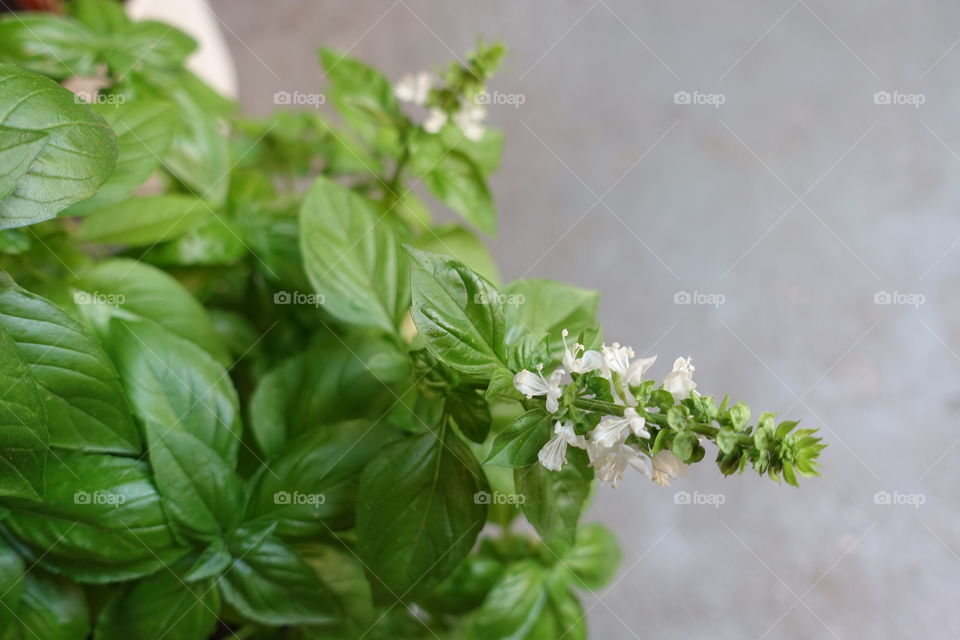 Basil flowers start to bloom.