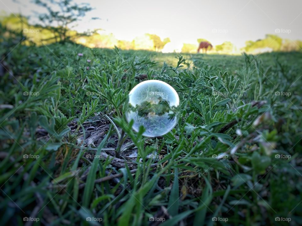 Bubble in the Field with Horse