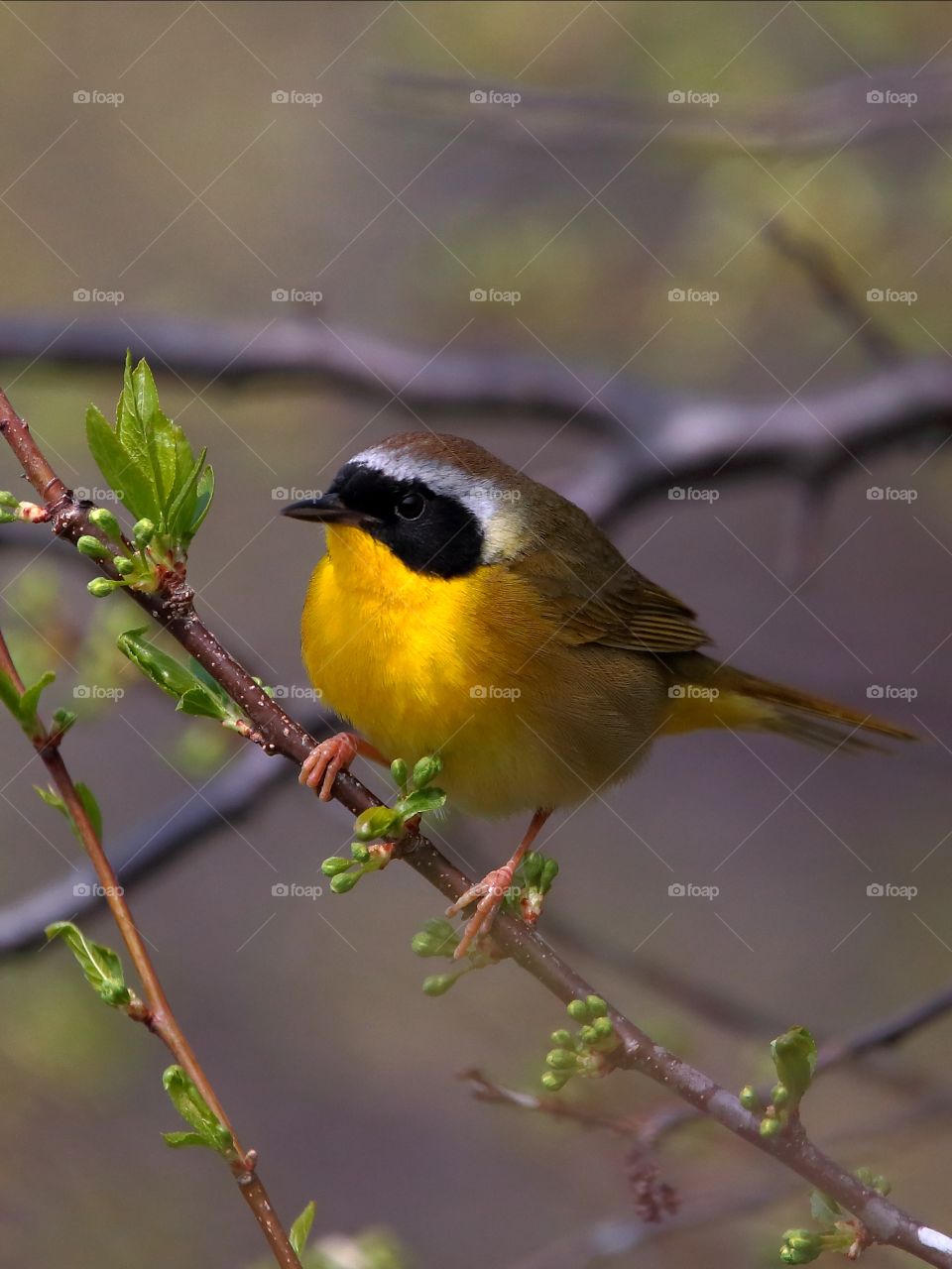 common yellowthroat