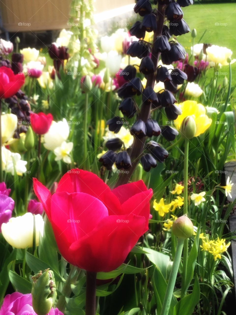 Blooming summer flowers