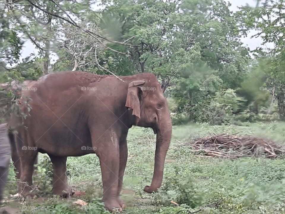 elephant