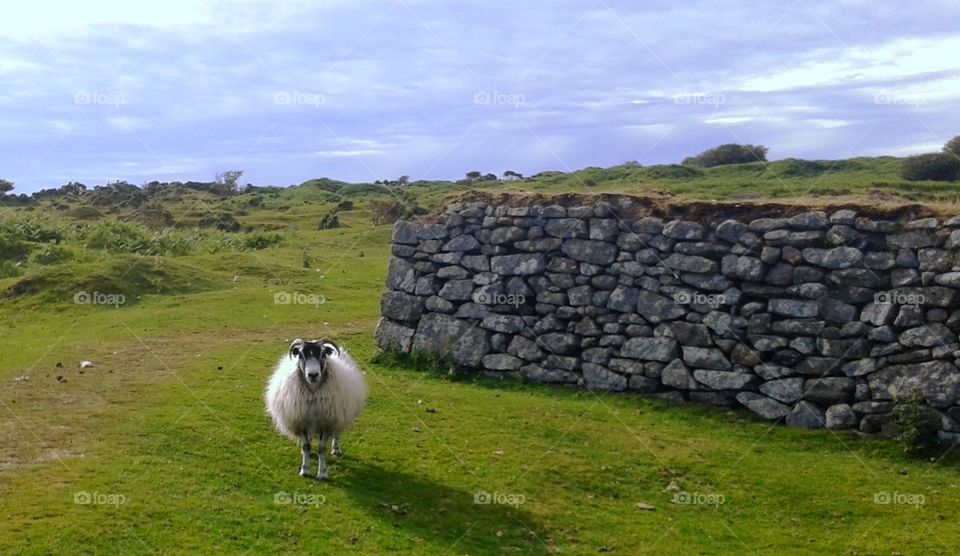 Horned sheep on Bodmin Moor, Cornwall, UK.