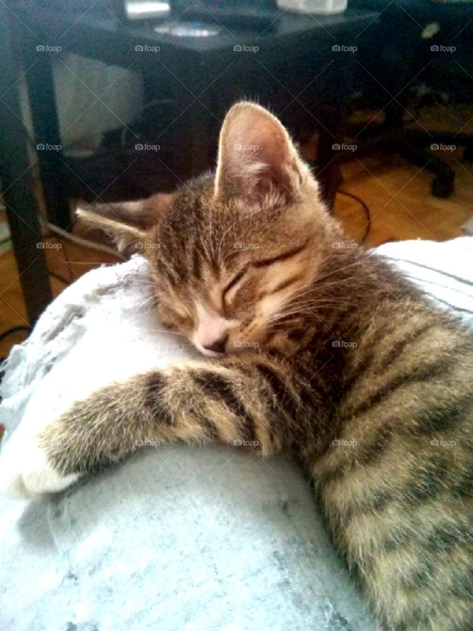 Sleeping Kitten. This is Oddie (Oh-dee). Fast asleep on my lap with a baby blanket after an exhausting playtime!