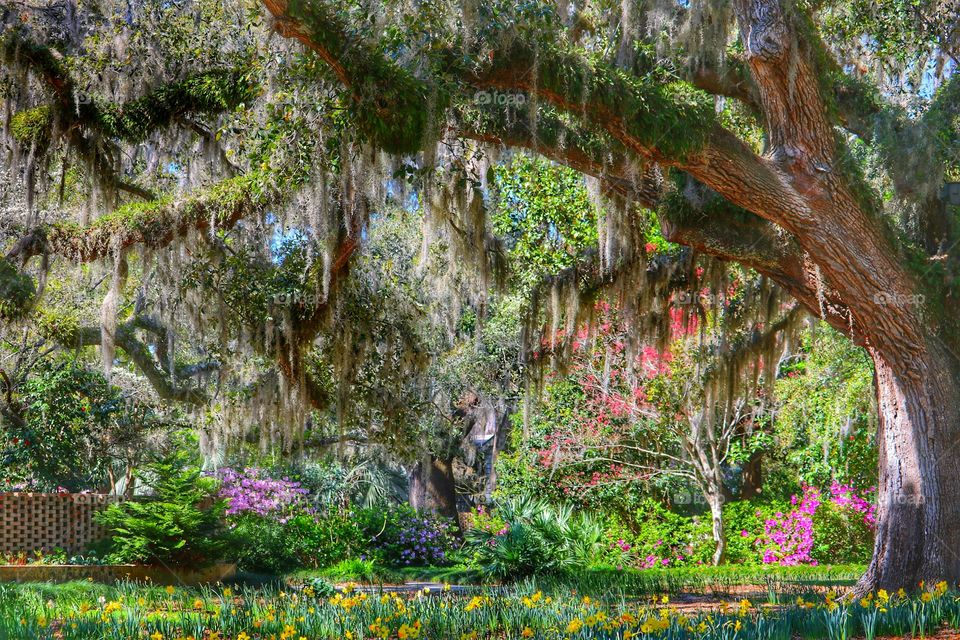 Spanish moss in tree