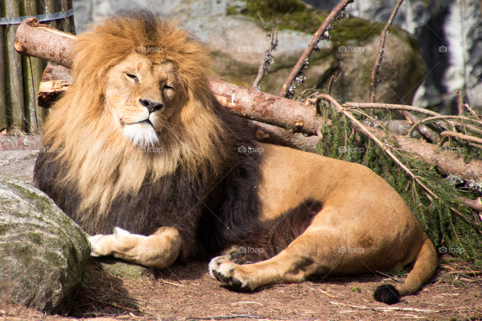 the king of the jungle is always the mane attraction.