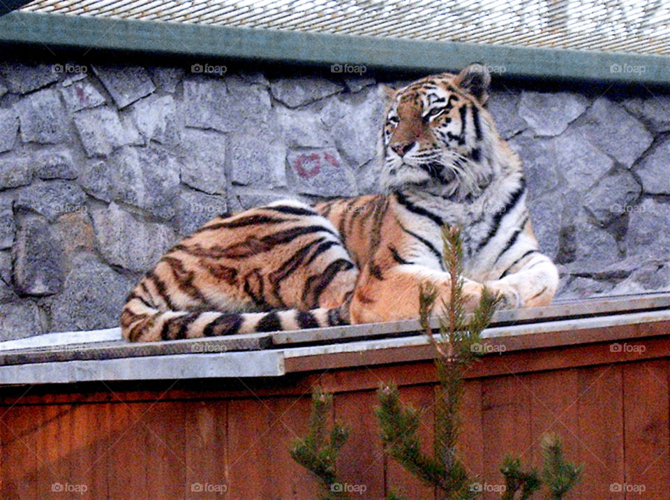 Tiger at a Zoo