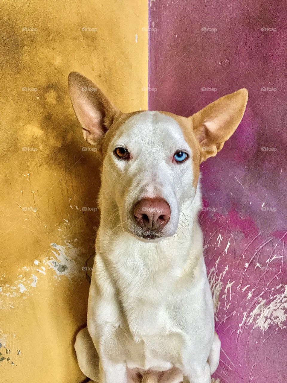 Doggy with heterochromia. Different colors of eyes. 