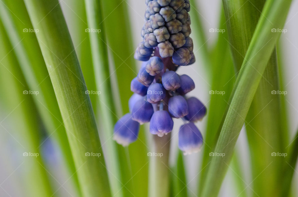 Close up of grape hyacinth