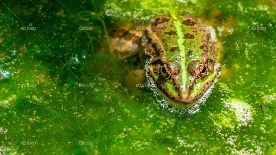 green frog in the water