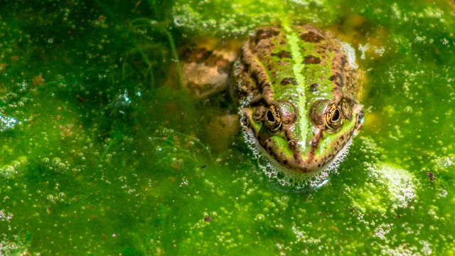 green frog in the water