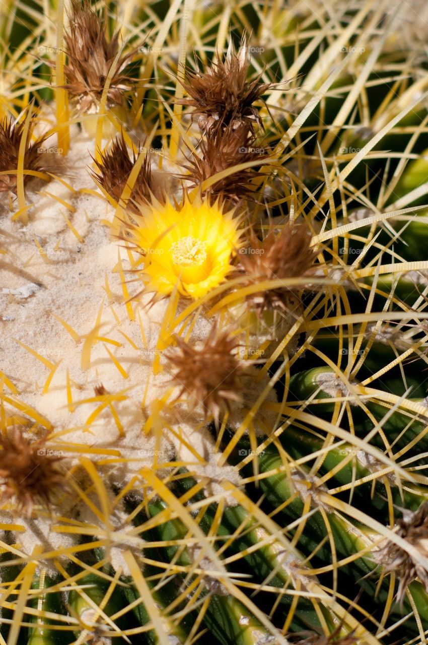 Barrel cactus flower