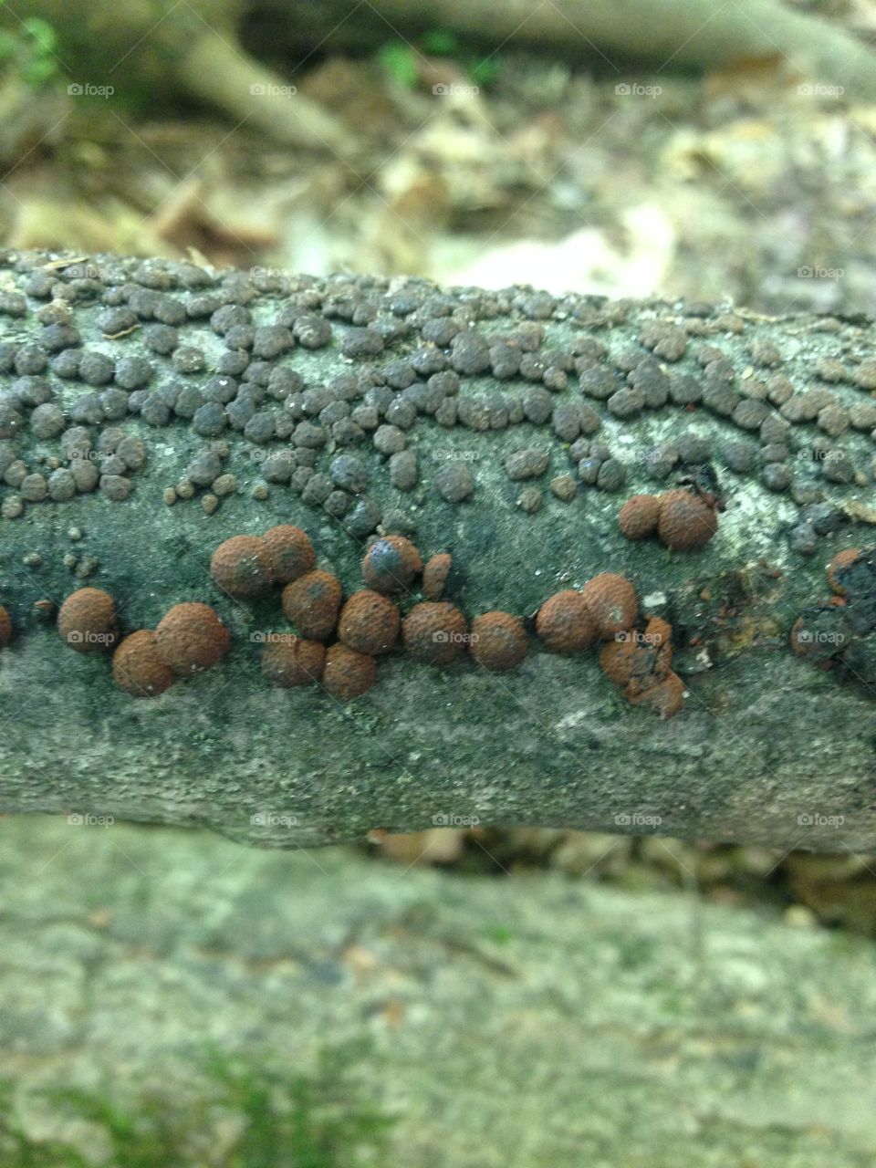 The beautiful fungus among us