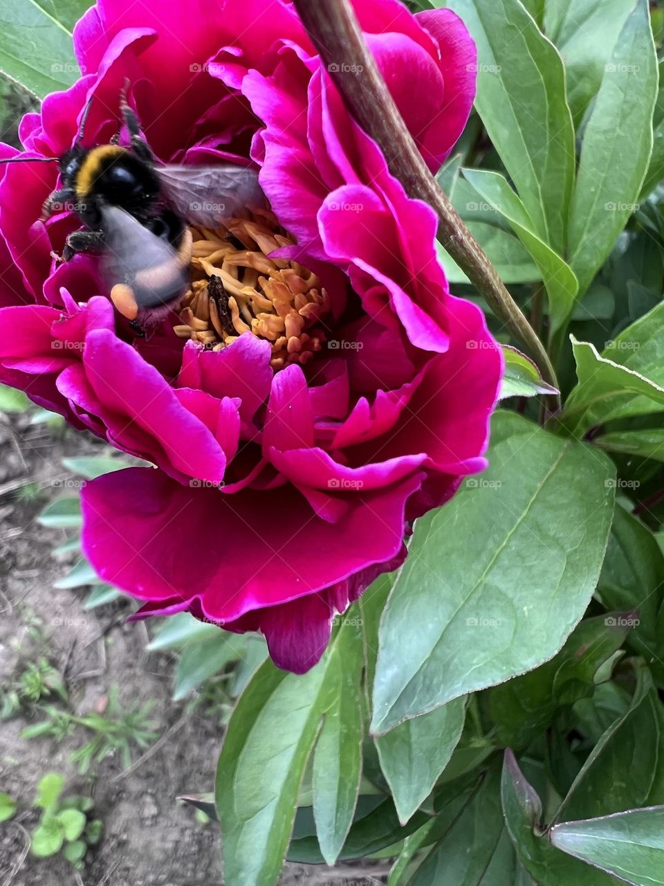 Peony