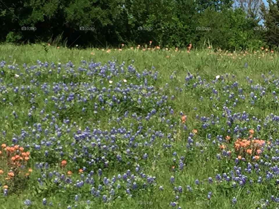 Texas Bluebonnets