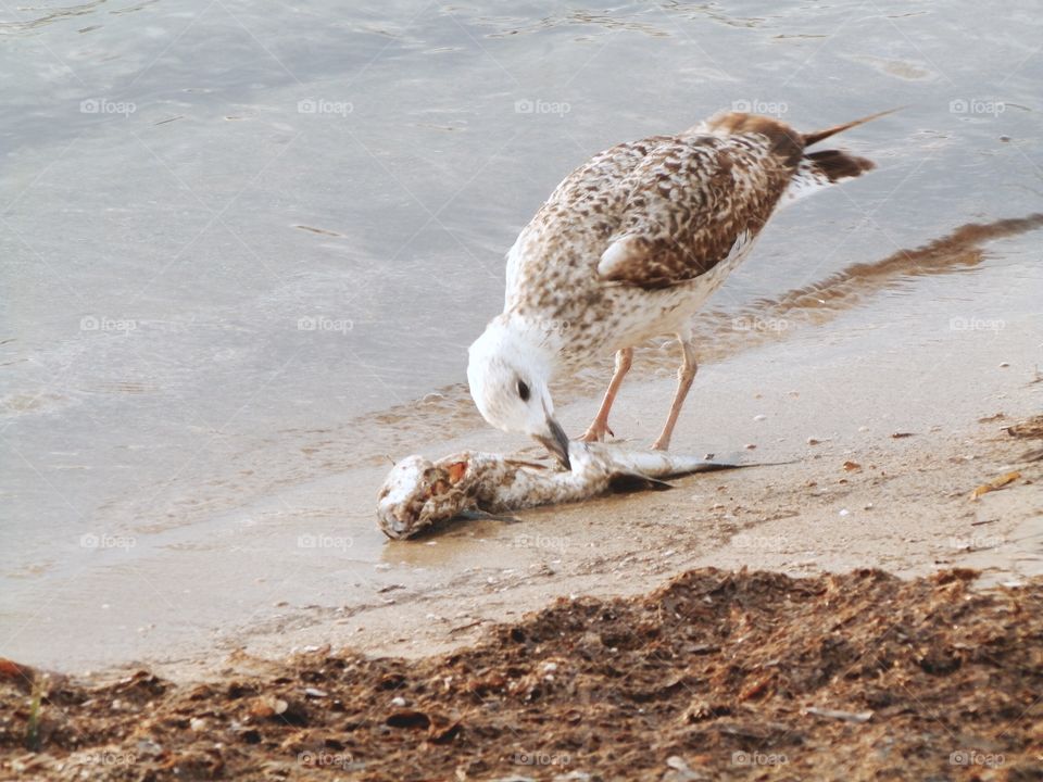 Bird by the beach eating fish 